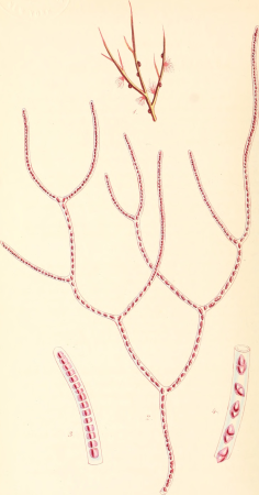 Phycologia britannica, or, A History of British sea-weeds, containing coloured figures, generic and specific characters, synonymes, and descriptions of all the species of algae inhabiting the shores (14782415005), 1846
