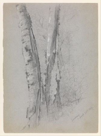 Study of Birch Trunks (Scribners'), Jervis McEntee, 1869