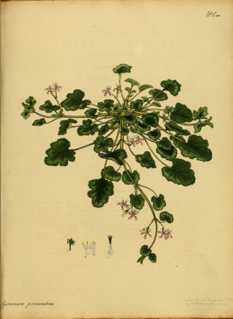 The botanist's repository, for new, and rare plants - containing coloured figures of such plants, as have not hitherto appeared in any similar publication, with all their essential characters, (14596724160), 1797
