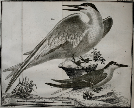 Ornithologie, ou, Méthode contenant la division des oiseaux en ordres, sections, genres, especes and leurs variétés - a laquelle on a joint une description exacte de chaque espece, avec les citations (14751158392), 1760