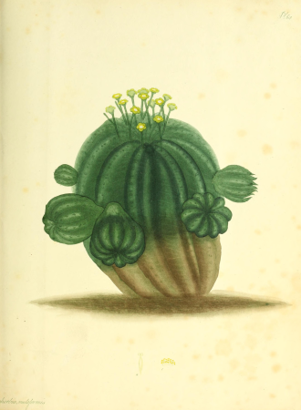 The botanist's repository, for new and rare plants - containing coloured figures of such plants, as have not hitherto appeared in any similar publication; with all their essential characters, (20404932015), 1797