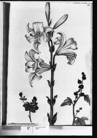 Alexander Marshal (RCIN 924364-2), Alexander Marshal