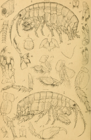 An account of the Crustacea of Norway, with short descriptions and figures of all the species (1895) (16768919861)
