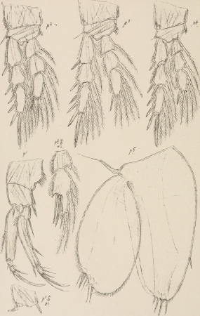 An account of the Crustacea of Norway, with short descriptions and figures of all the species (1903) (16770166235)