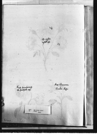 Alexander Marshal (RCIN 924349-2), Alexander Marshal