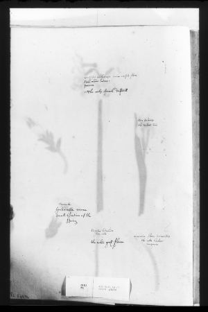 Alexander Marshal (RCIN 924274-2), Alexander Marshal