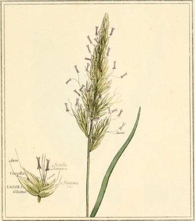 Elements of the science of botany, as established by Linnaeus; with examples to illustrate the classes and orders of his system (1812) (21076687890)