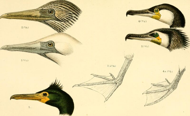 A handbook of British birds, showing the distribution of the resident and migratory species in the British islands, with an index to the records of the rarer visitants (1901) (14750149162)