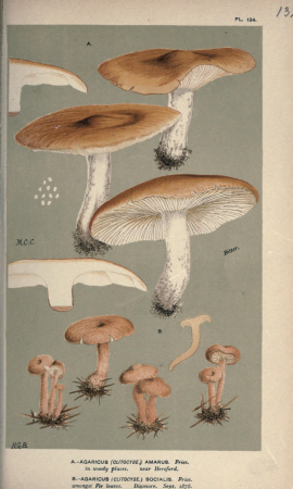 Illustrations of British Fungi (Hymenomycetes), to serve as an atlas to the "Handbook of British Fungi" (Pl. 132) (8163951900), between 1881 and 1891