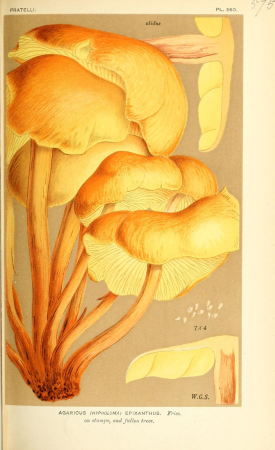 Illustrations of British Fungi (Hymenomycetes), to serve as an atlas to the "Handbook of British Fungi" (Pl. 575) (9016480760), between 1881 and 1891
