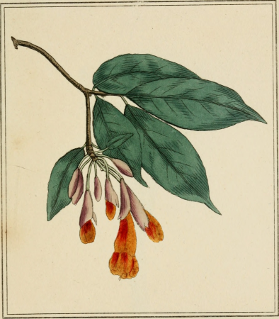 Elements of the science of botany, as established by Linnaeus; with examples to illustrate the classes and orders of his system (1812) (21265046225)