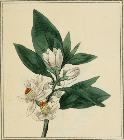 Elements of the science of botany, as established by Linnaeus; with examples to illustrate the classes and orders of his system (1812) (21265055665)