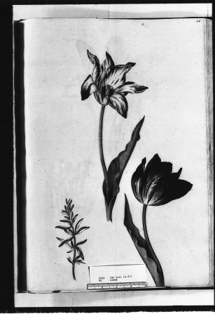 Alexander Marshal (RCIN 924308-3), Alexander Marshal