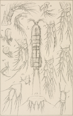 An account of the Crustacea of Norway, with short descriptions and figures of all the species (1903) (16769148072)