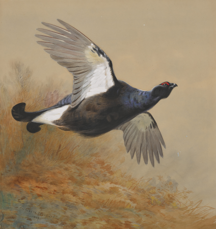 Blackgame in flight, Archibald Thorburn, 1909