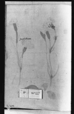 Alexander Marshal (RCIN 924383-2), Alexander Marshal