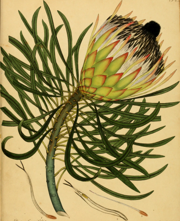 The botanist's repository, for new, and rare plants - containing coloured figures of such plants, as have not hitherto appeared in any similar publication, with all their essential characters, (20396773172), 1797