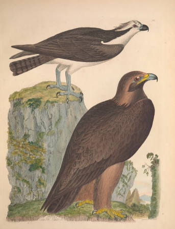 Illustrations of the American ornithology of Alexander Wilson and Charles Lucian Bonaparte - with the addition of numerous recently discovered species and representations of the whole sylvae of North (14746667924), Alexander Wilson, 1835