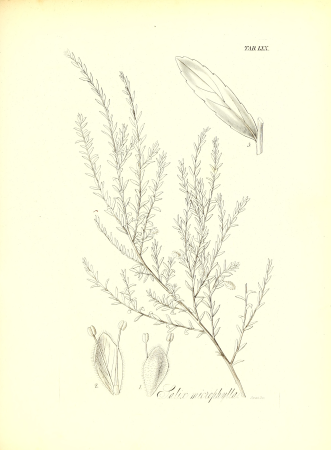 The botany of Captain Beechey's voyage; comprising an acount of the plants collected by Messrs. Lay and Collie, and other officers of the expedition, during the voyage to the Pacific and Behring's (20217761858), 1841