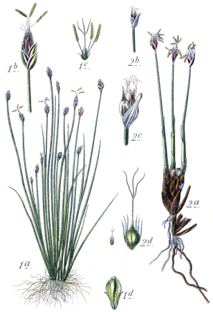 Cyperaceae spp Sturm6, Johann Georg Sturm, 1796