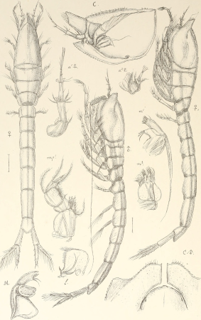 An account of the Crustacea of Norway, with short descriptions and figures of all the species (1899) (16149982183)