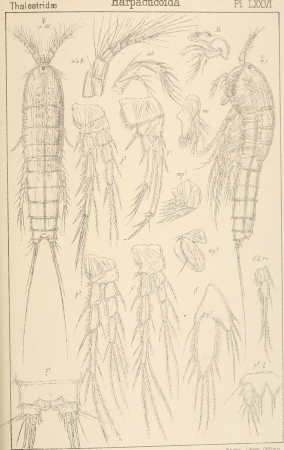 An account of the Crustacea of Norway, with short descriptions and figures of all the species (1903) (16582782880)