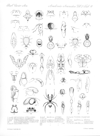 Arachnida Araneidea Vol 2 Table 11, between 1897 and 1905