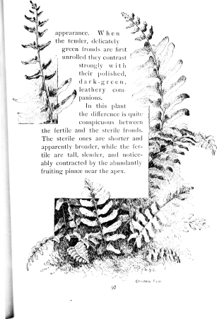 How to know the ferns (microform) - a guide to the names, haunts, and habits of our common ferns (1899) (20599303836)