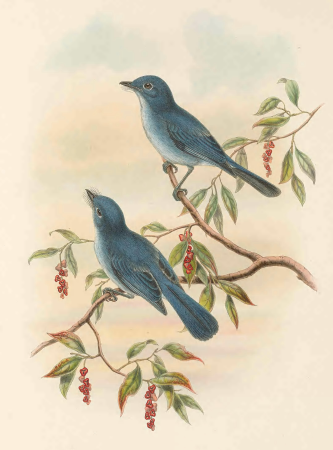 Hypothymis rowleyi - The Birds of New Guinea, William Matthew Hart, between 1875 and 1888