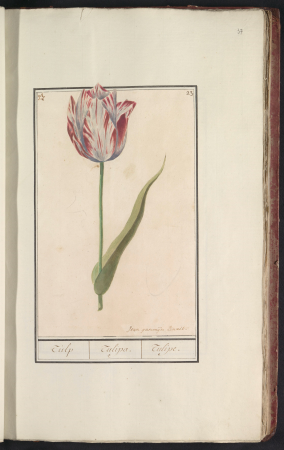 Tulp (Tulipa) Tulp. Tulipa. Tulipe. (titel op object), RP-T-BR-2017-1-8-37, between 1790 and 1799