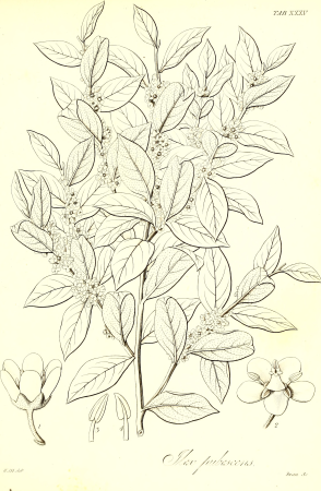 The botany of Captain Beechey's voyage; comprising an acount of the plants collected by Messrs. Lay and Collie, and other officers of the expedition, during the voyage to the Pacific and Behring's (19784710653), 1841