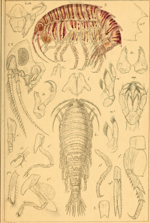 An account of the Crustacea of Norway, with short descriptions and figures of all the species (1895) (16744137456)