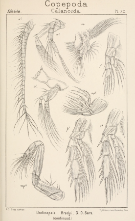 An account of the Crustacea of Norway, with short descriptions and figures of all the species (1901) (16147624144)