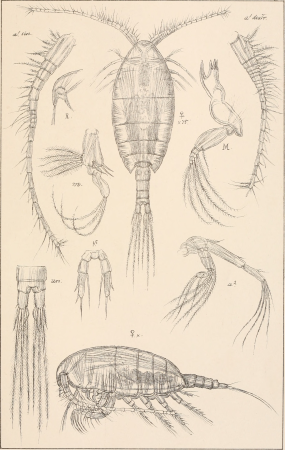 An account of the Crustacea of Norway, with short descriptions and figures of all the species (1901) (16768840891)
