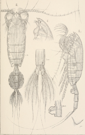 An account of the Crustacea of Norway, with short descriptions and figures of all the species (1901) (16769930555)