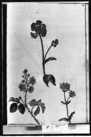 Alexander Marshal (RCIN 924396-3), Alexander Marshal