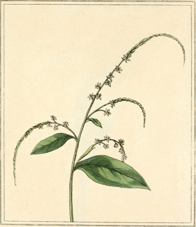 Elements of the science of botany, as established by Linnaeus; with examples to illustrate the classes and orders of his system (1812) (20642124054)