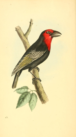 Zoological illustrations, or, Original figures and descriptions of new, rare, or interesting animals - selected chiefly from the classes of ornithology, entomology, and conchology, and arranged on the (14781631862), 1820