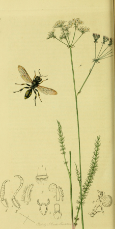 British entomology; being illustrations and descriptions of the genera of insects found in Great Britain and Ireland- containing coloured figures from nature of the most rare and beautiful species, (19794987404), John Curtis, 1823