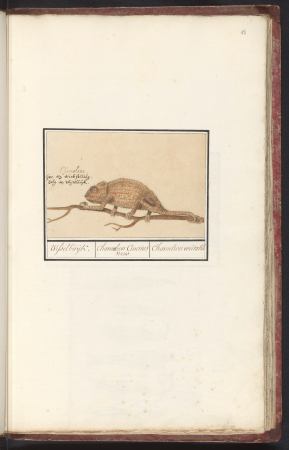 Kameleon (Chamaeleonidae) Wisselbuijk. Chamaeleon Cinerius Verus. Chamelion veritable (titel op object), RP-T-BR-2017-1-7-13, between 1596 and 1610