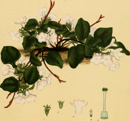 The botanist's repository, for new, and rare plants - containing coloured figures of such plants, as have not hitherto appeared in any similar publication, with all their essential characters, (20217273658), 1797