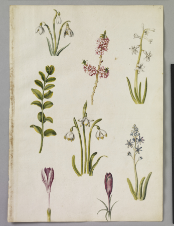 Alexander Marshal (RCIN 924271), Alexander Marshal