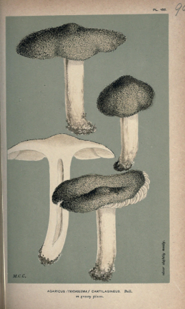 Illustrations of British Fungi (Hymenomycetes), to serve as an atlas to the "Handbook of British Fungi" (Pl. 90) (8163931574), between 1881 and 1891