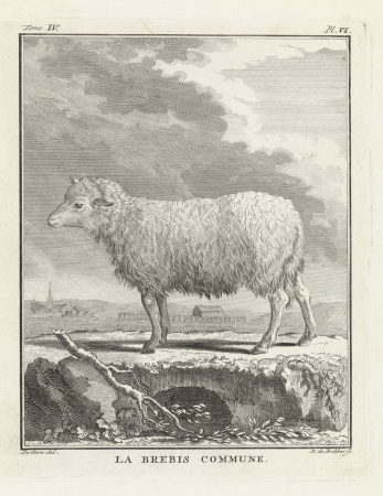 Schaap Le brebis commune (titel op object), RP-P-1905-5188, Barent de Bakker, between 1762 and 1804