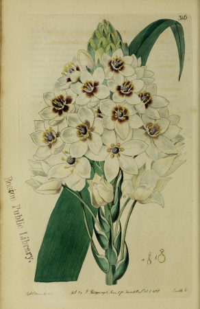 The Botanical register consisting of coloured figures of (1815) (14586704977), 1815