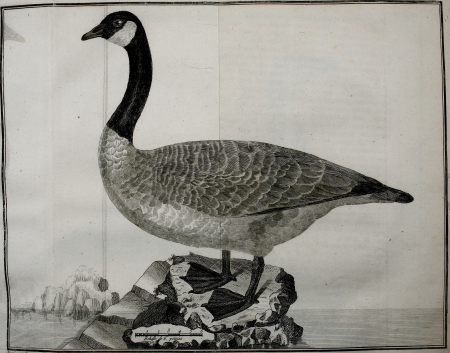 Ornithologie, ou, Méthode contenant la division des oiseaux en ordres, sections, genres, especes and leurs variétés - a laquelle on a joint une description exacte de chaque espece, avec les citations (14771352733), 1760