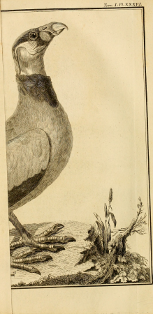 Ornithologie, ou, Méthode contenant la division des oiseaux en ordres, sections, genres, especes and leurs variétés - a laquelle on a joint une description exacte de chaque espece, avec les citations (14751364902), 1760