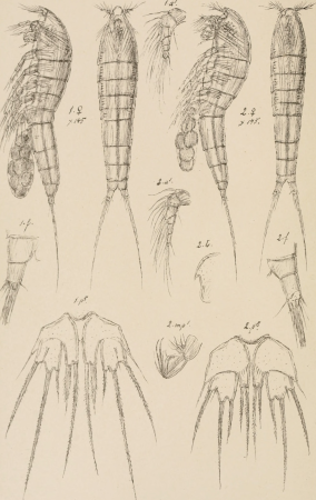 An account of the Crustacea of Norway, with short descriptions and figures of all the species (1903) (16150188283)