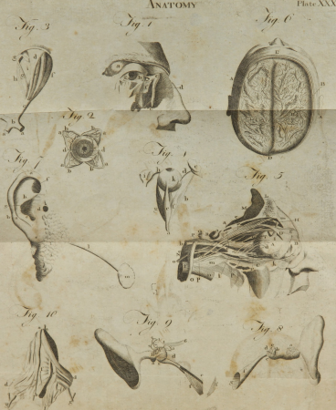 A compendious system of anatomy - in six parts - part I - Osteology; II. Of the muscles, &c.; III. Of the abdomen; IV. Of the thorax; V. Of the brain and nerves; VI. Of the senses; from the (14576757919), Andrew Bell, 1805