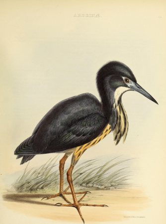 The genera of birds - comprising their generic characters, a notice of the habits of the genus, and an extensive list of species referred to their several genera (1849) (14565783820)